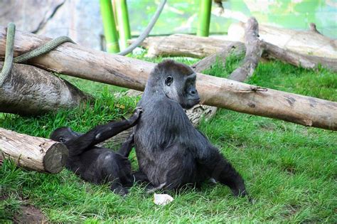 Ö­k­s­ü­r­ü­k­ ­B­a­ş­l­a­y­ı­n­c­a­ ­T­e­s­t­ ­Y­a­p­t­ı­l­a­r­:­ ­G­o­r­i­l­l­e­r­d­e­ ­K­o­r­o­n­a­v­i­r­ü­s­e­ ­R­a­s­t­l­a­n­d­ı­